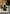 Flickering LED Wax Christmas Tree Candle