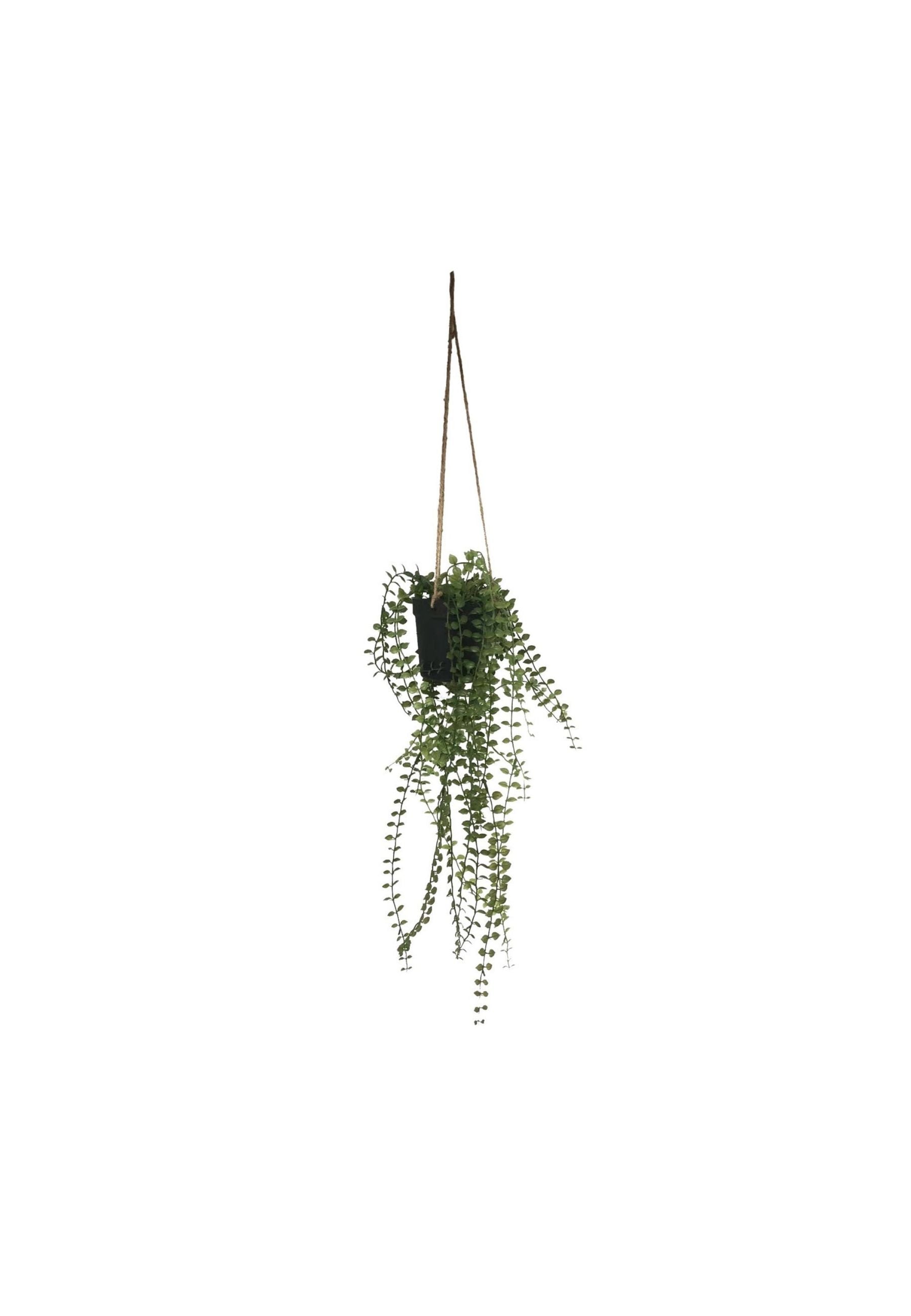 Botanica Mini Leaf Hanging Plant