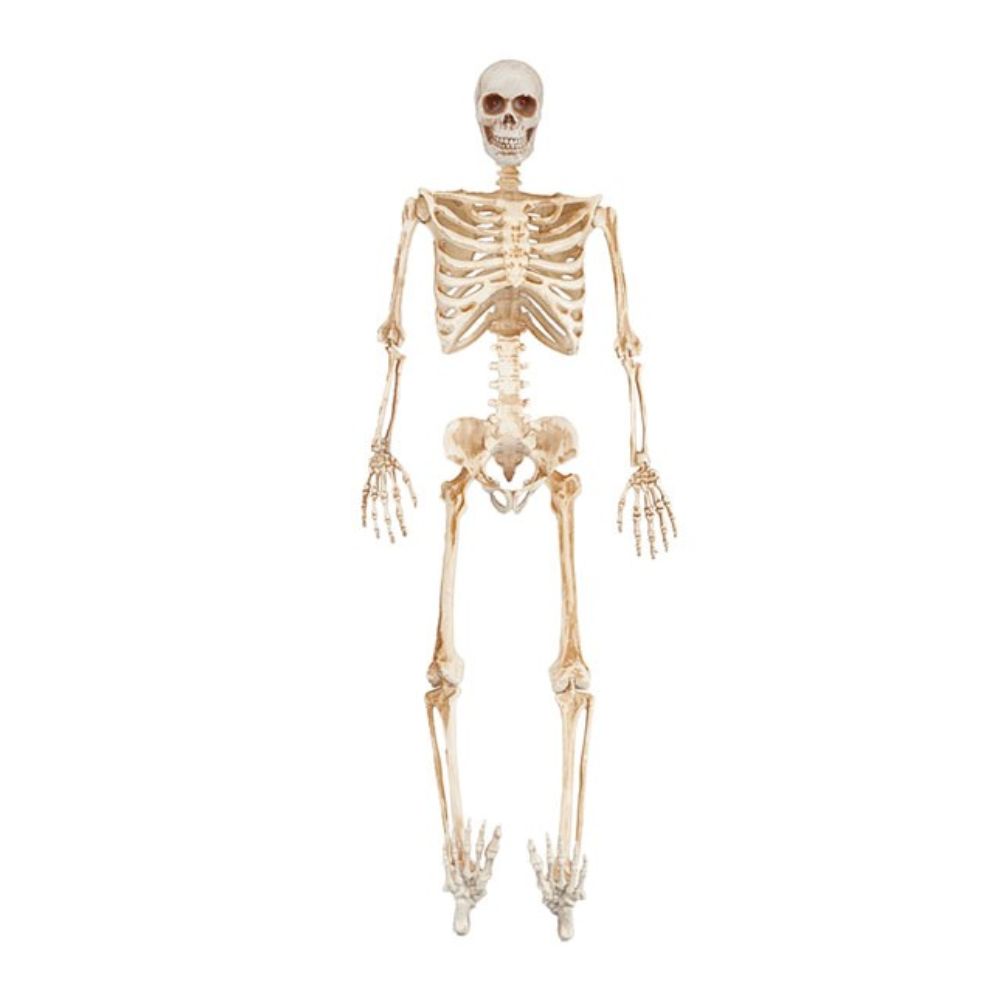 3ft Standing Skeleton with LED Eyes - Halloween Prop