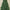 7ft King Pine Artificial Christmas Tree