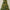 7ft King Pine Pre-Lit Christmas Tree