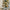 7ft Snowy King Pine Ultra Slim Pre-Lit Christmas Tree