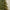 6ft King Conifer Pre-Lit Christmas Tree