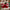 Noel Candy Cane Bow Christmas Cushion