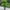 Haven Duo Ball Topiary Tree