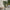 Lifelike Green Fiscus Potted Tree