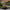 Olive Tree Solar Garden Stake Lights