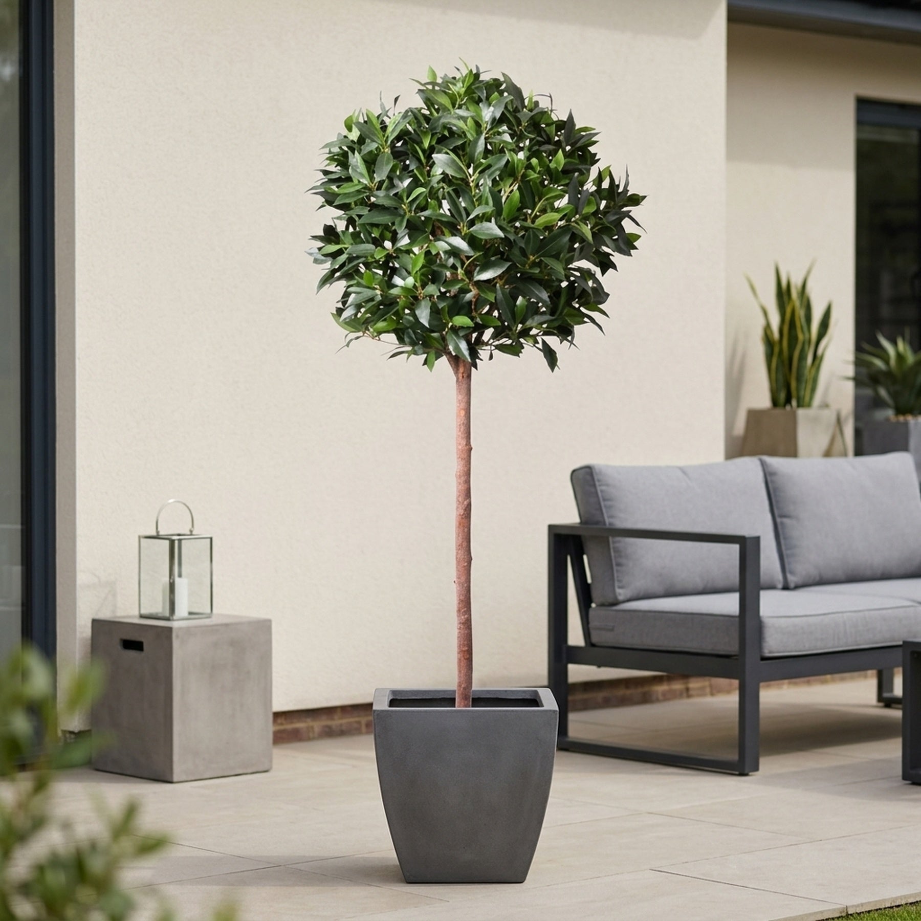 Lifelike Potted Bay Ball Foliage Tree