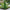 Artificial Topiary Boxwood Obelisk