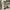 Realistic Variegated Ficus Potted Tree