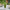 Lifelike Artificial Potted Onion Grass