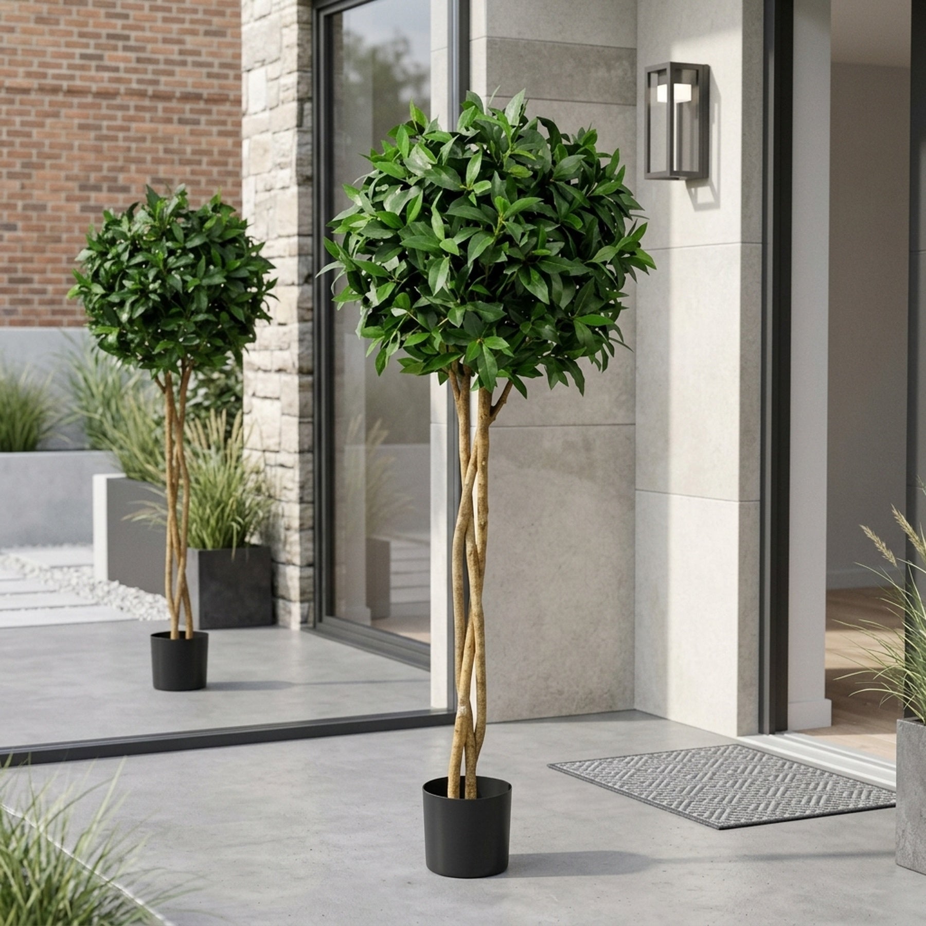 Evergreen Laurel Ball Potted Tree