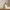 Ceramic Glazed Pear Decorative Ornament