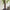 Lifelike Cream Wisteria Potted Tree