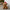 Christmas Highland Coo Plush Doorstop