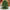 Miniature Burlap Base Decorative Tree