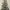 6ft Heritage Fir Snow-Flocked Fibre Optic Christmas Tree