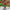 UV Protected Artificial Skimmia Plant