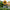 Lunaria Sunflower Solar Stake Light