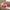 Festive Faux Fur Candy Cane Tree Skirt