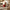 LED Festive Highland Cow Post Box