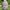 Brushed Buddha Head Garden Figurine