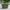 Dark Wild Flowers Oval Zinc Planter