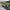 Paw Print Solar Garden Pathway Lights Set