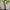 Lifelike Cream Wisteria Potted Tree