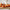 Assorted Decorative Pumpkin Pack of 10