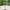 Artificial Potted Ficus Lyrata