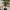 Lifelike Green Fiscus Potted Tree