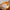 Autumn Sunflower Lighted Garland