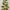 Japanese Pine Tree with 370 Warm White LED Lights