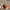 O Velvet Pumpkin Decorative Display