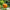Hanging Capri Orange Fruit Bird House
