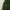 6ft Douglas Fir Artificial Tree with Wrapped Branches