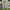 Lunaria Floral Urban Solar Garden Stake Light