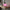 Pearlescent Clam Shell Glitter Lamp